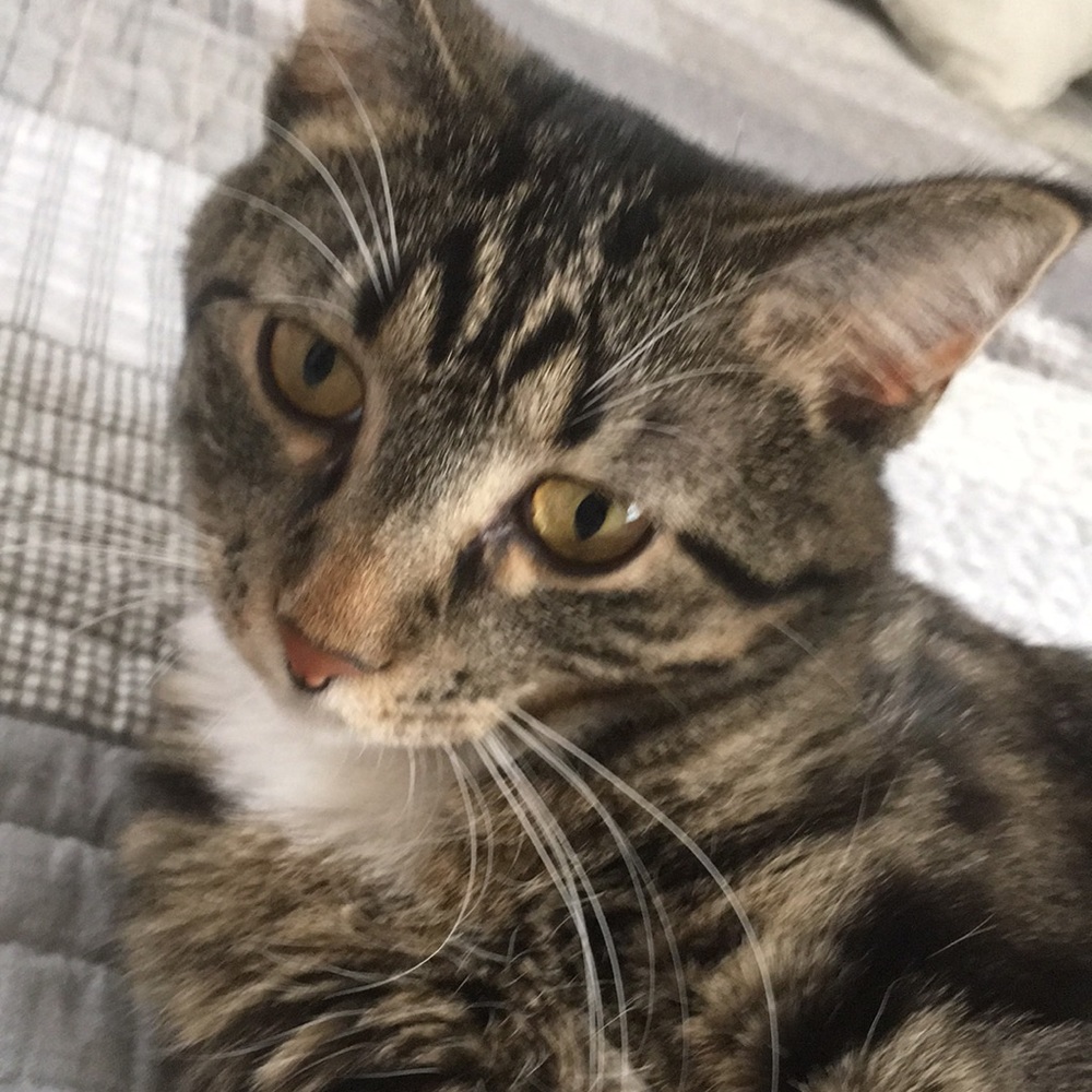 Meet your Posher, Chicago